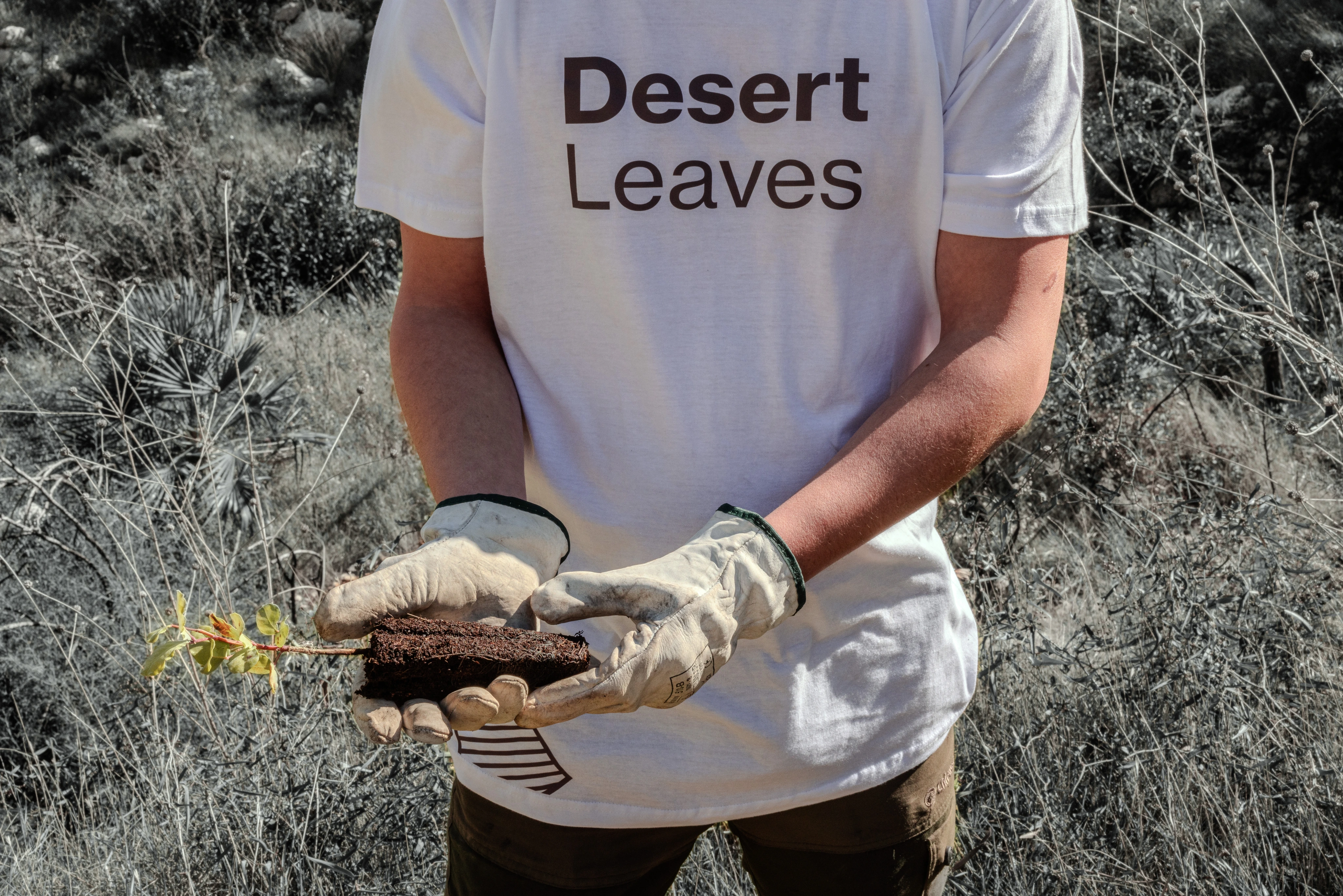 Restauración del ecosistema de Alto Mijares 