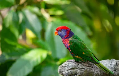 Ayuda a las aves amenazadas