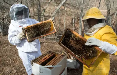 Crianza de abejas contra la pobreza