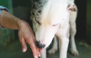Acogida terapéutica de animales