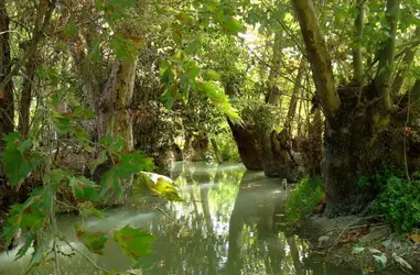 Reforestación de especies autóctonas en Murcia