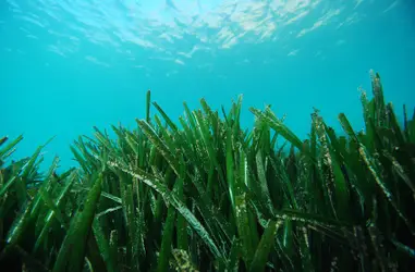 Conservación del mar Mediterráneo 