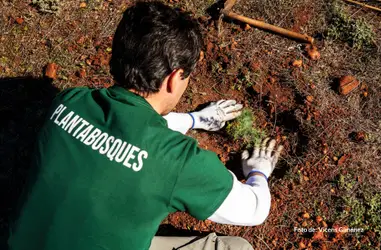 Mejora de la biodiversidad del territorio mediante la reforestación