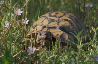 Recuperando la tortuga mediterránea: Agricultura y Biodiversidad