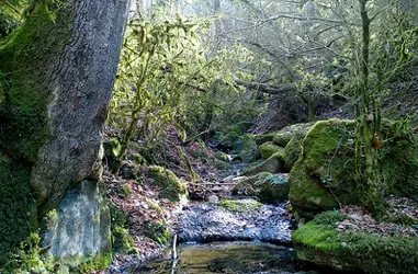 Preservación de nuestros bosques centenarios