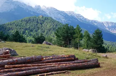 SOS Fuego en el bosque
