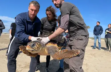 Rescate y atención de animales marinos amenazados