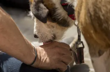 Atención integral para personas en situación de vulnerabilidad con animales de compañia