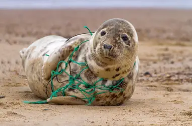 Salvar nuestros mares