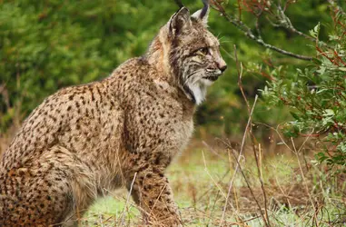 Conservación del Lince Ibérico