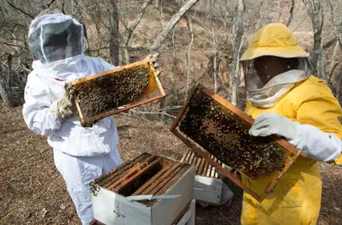 Crianza de abejas contra la pobreza