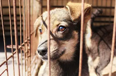 Apoyo veterinario y alimentario para protectoras y refugios