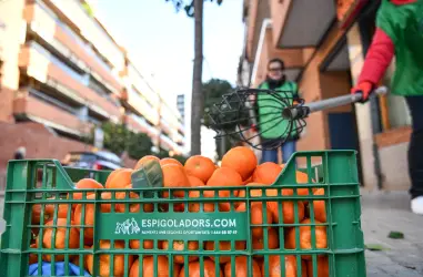 Urban(EAT)a: promovem l’aprofitament dels fruits de l’arbrat urbà