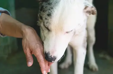 Acogida terapéutica de animales 