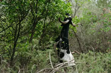 Prevención de incendios forestales