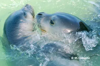 Protección de la foca monje del Mediterráneo