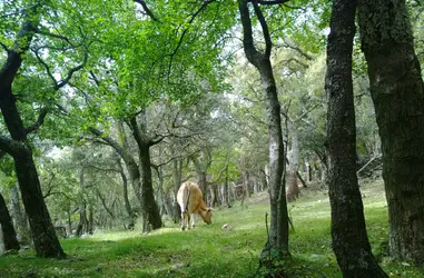 Preservación de nuestros bosques