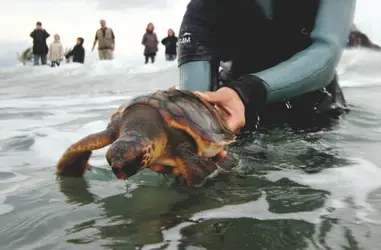 Rescate y asistencia a fauna marina