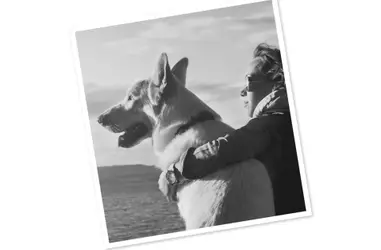 PROTECCIÓN DEL MEDIO AMBIENTE Y LOS ANIMALES SIN HOGAR