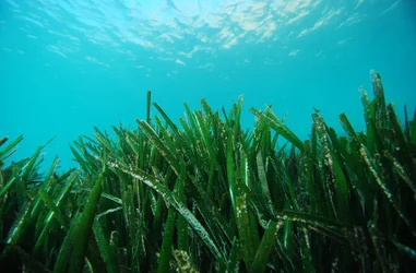 Conservación del mar Mediterráneo 