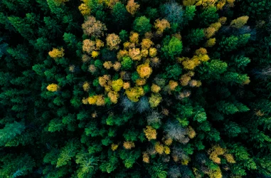 Colabora en la conservación del Medioambiente