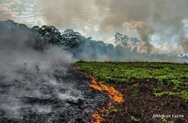 Emergencia: el Amazonas está ardiendo