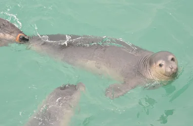 Protección de especies en peligro