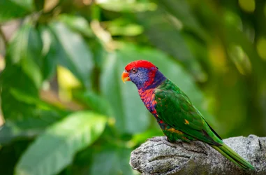 Ayuda a las aves amenazadas