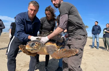 Rescate y atención de animales marinos amenazados