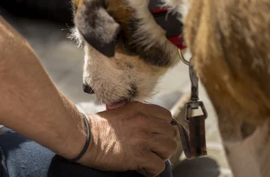 Atención integral para personas en situación de vulnerabilidad con animales de compañia