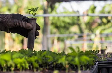 Reforestación en Brasil 