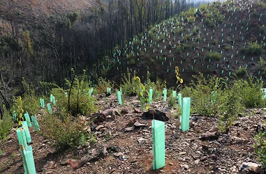 Reforestación de la Patagonia