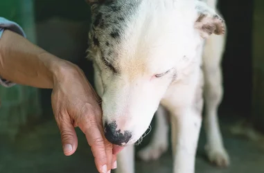 Acogida terapéutica de animales