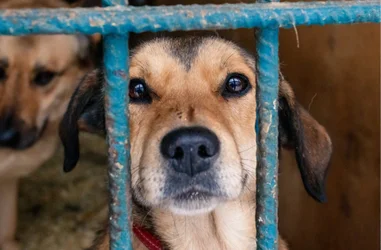 Protección del medio ambiente y los animales
