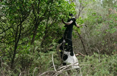 Prevención de incendios forestales