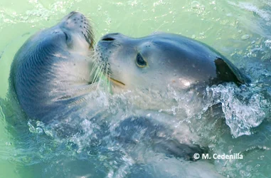 Protección de la foca monje del Mediterráneo