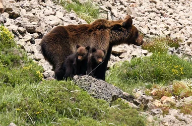 Protección del Oso Pardo