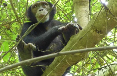 Conservación de los chimpancés y la biodiversidad en Senegal
