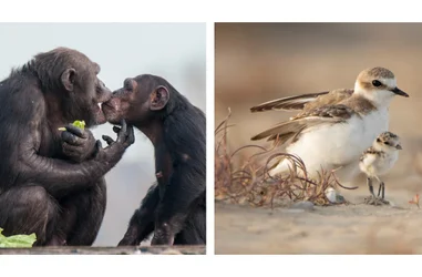 Ayudemos al bienestar de los primates y a la conservación de los ecosistemas naturales