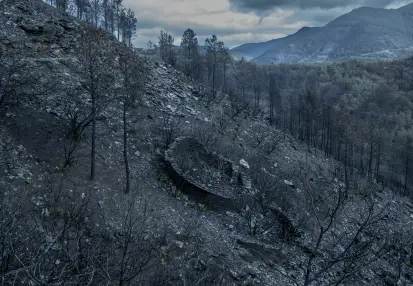 Bosque quemado tras un incendio 
