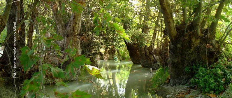 Reforestación de especies autóctonas en Murcia