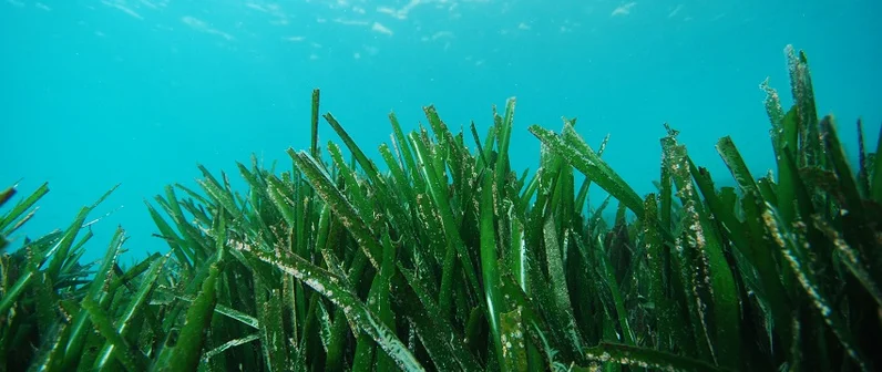 Conservación del mar Mediterráneo 