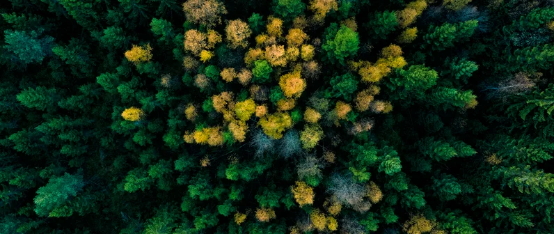 Colabora en la conservación del Medioambiente