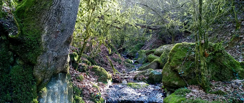 Preservación de nuestros bosques centenarios