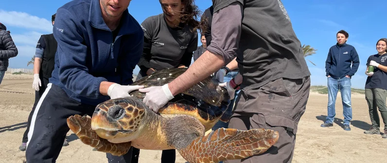 Rescate y atención de animales marinos amenazados