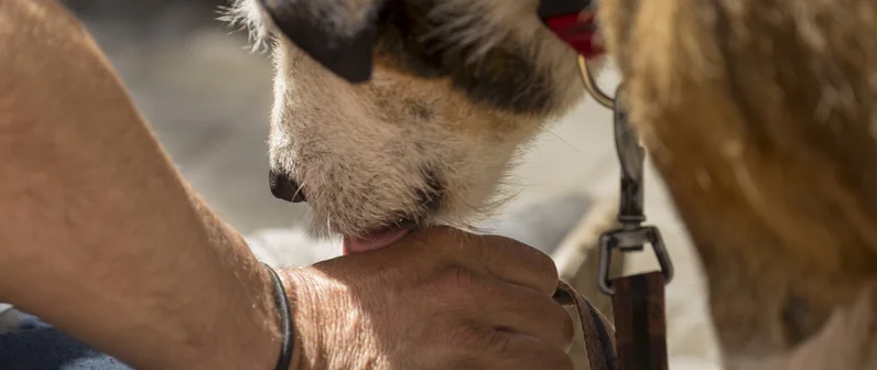 Atención integral para personas en situación de vulnerabilidad con animales de compañia