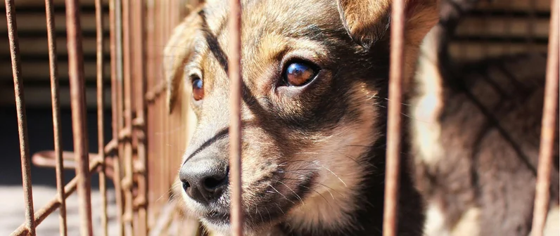 Apoyo veterinario y alimentario para protectoras y refugios