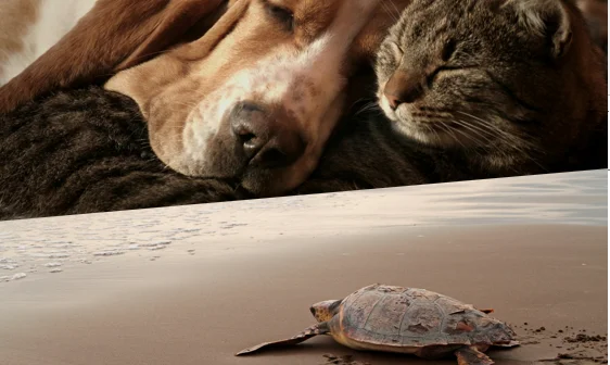 Ayúdanos a proteger a los animales de nuestro entorno