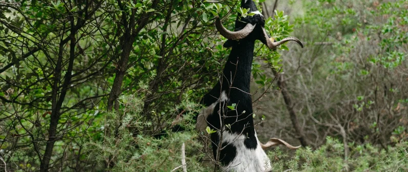Prevención de incendios forestales