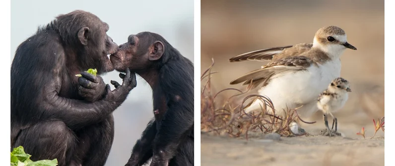 Ayudemos al bienestar de los primates y a la conservación de los ecosistemas naturales